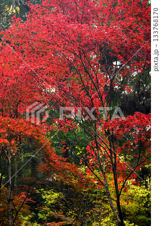 真っ赤に紅葉したモミジの樹 133768170