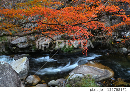 渓谷の岸辺で赤く染まった紅葉と渓流 渓谷の岸辺で赤く染まった紅葉と渓流 133768172
