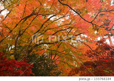秋の紅葉したもみじの樹々 133768184