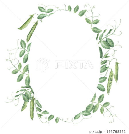 Oval frame with sprigs, leaves and pods of garden peas. Watercolor illustration hand drawn and isolated on a white background. Ideal for decorating postcards, invitations, posters, tableware, textile 133768351