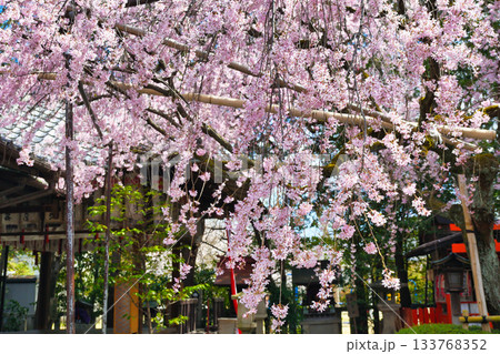京都　水火天満宮　美しい枝垂れ桜（京都府京都市上京区） 133768352