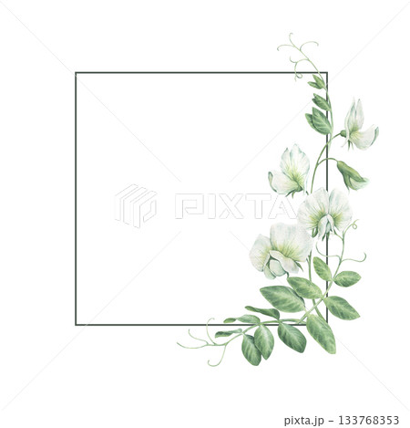 Thin square frame with pea leaves, shoots and white pea flowers. Watercolor illustration hand drawn and isolated on a white background. Perfect for decorating postcards, wedding invitations, posters. 133768353