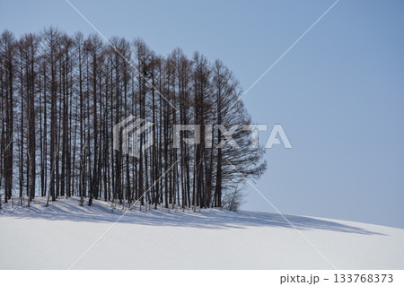 雪の丘とカラマツ林と青空 133768373