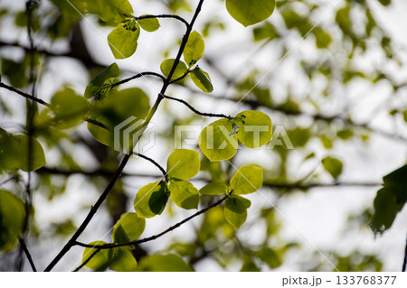 新緑の樹木の若葉 新緑の樹木の若葉 133768377