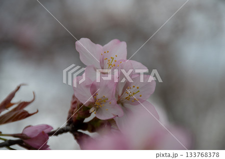 満開のサクラの花のクローズアップ 満開のサクラの花のクローズアップ 133768378