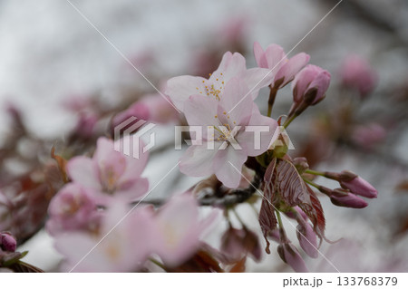 満開のサクラの花のクローズアップ 満開のサクラの花のクローズアップ 133768379