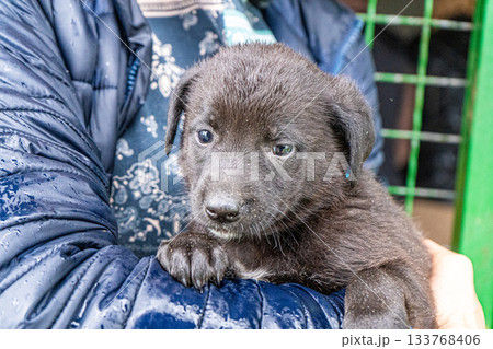 Puppy portrait 133768406