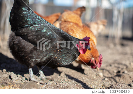 A group of domestic chickens walk around in a farmyard. 133768429