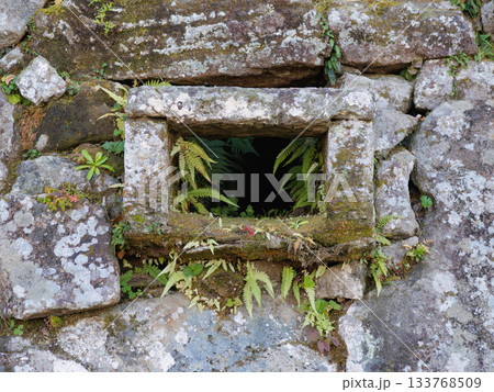 石垣に苔とシダのコラボ、日本の美 石垣に苔とシダのコラボ、日本の美 133768509