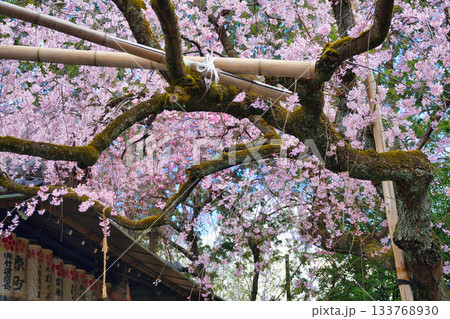 京都 水火天満宮 美しい枝垂れ桜(京都府京都市上京区) 京都 水火天満宮 美しい枝垂れ桜(京都府京都市上京区) 133768930