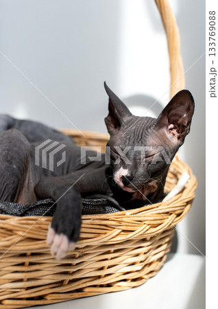 Peaceful Sphynx Cat Napping in Wicker Basket Peaceful Sphynx Cat Napping in Wicker Basket 133769088
