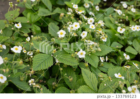 Blooming strawberry plant with white flowers and green leaves in garden 133769123