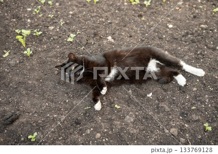 Black and white cat relaxing on soil in garden. National Black Cat Day 133769128