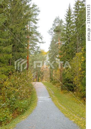 Serene pathway in lush forest with tall pine trees on a bright day 133769135