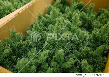 Packed artificial pine trees in cardboard boxes for seasonal decoration Packed artificial pine trees in cardboard boxes for seasonal decoration 133769140