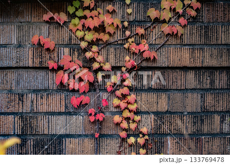 古い壁につたう紅葉した蔦 133769478