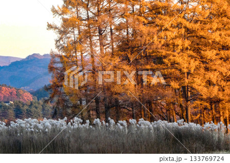 暮れなずむ山里の風景 錆色のカラマツの夕景をススキの生成り色が美しいみちのくの晩秋の彩り 暮れなずむ山里の風景 錆色のカラマツの夕景をススキの生成り色が美しいみちのくの晩秋の彩り 133769724