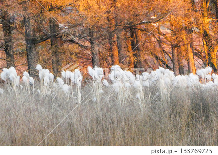 錆色のカラマツの夕景をススキの生成り色が美しいみちのくの晩秋の彩り 133769725