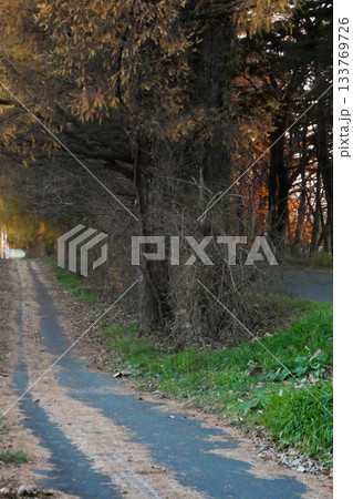 錆色の夕景 カラマツの落葉の夕景 サビサビと落ちるカラマツの葉 錆色の夕景 カラマツの落葉の夕景 サビサビと落ちるカラマツの葉 133769726