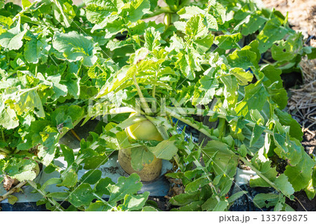 大きく育った家庭菜園の大根 133769875