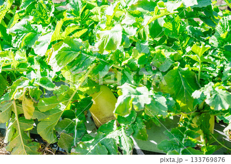 大きく育った家庭菜園の大根 大きく育った家庭菜園の大根 133769876