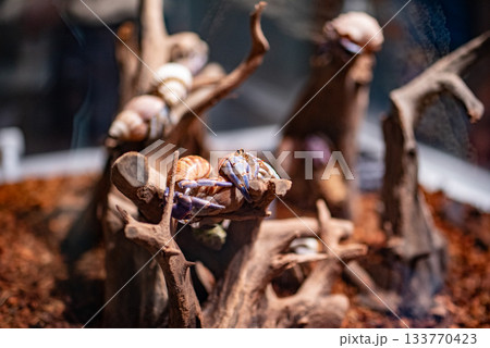 水槽のヤドカリ 133770423