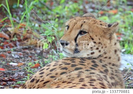チーター 133770881