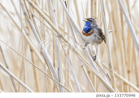 Bluethroat singing amidst reeds in Eempolder, Eemnes, Netherlands during springtime Bluethroat singing amidst reeds in Eempolder, Eemnes, Netherlands during springtime 133770946