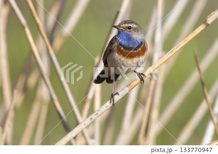 Bluethroat perched on reeds in Eempolder, Eemnes, showcasing vibrant colors and natural beauty during springtime Bluethroat perched on reeds in Eempolder, Eemnes, showcasing vibrant colors and natural beauty during springtime 133770947