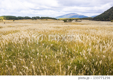 長者原タデ原湿原を覆う秋のススキ草原とくじゅう連山の雄大な山並み 長者原タデ原湿原を覆う秋のススキ草原とくじゅう連山の雄大な山並み 133771256