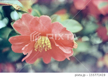 優しく咲く暖色の花びら - 癒やしの背景素材 優しく咲く暖色の花びら - 癒やしの背景素材 133771419