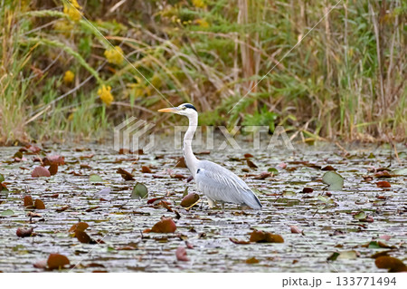 アオサギ アオサギ 133771494