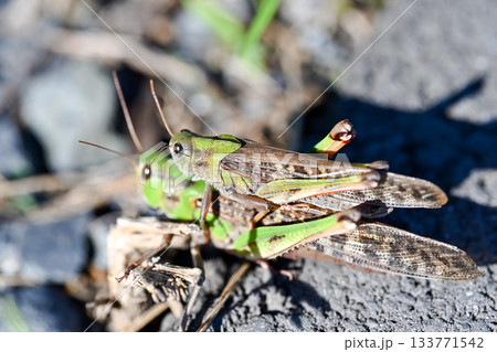 トノサマバッタ トノサマバッタ 133771542