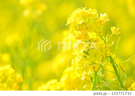春の陽射しを浴びる菜の花 133771732