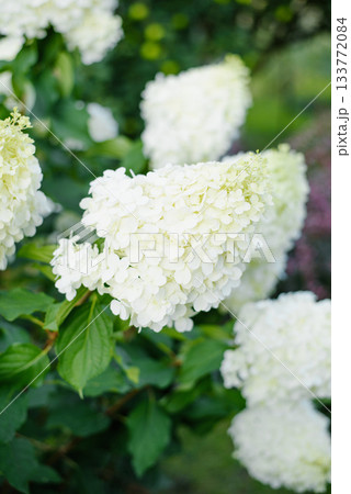 Close White Blossoms Of Hydrangea Polar Bear Blooming Close White Blossoms Of Hydrangea Polar Bear Blooming 133772084