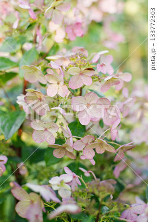 Hydrangea Wim's Red with Pale Pink Blossoms Hydrangea Wim's Red with Pale Pink Blossoms 133772303