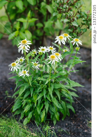 White Double Delight echinacea in full summer bloom in garden White Double Delight echinacea in full summer bloom in garden 133772305
