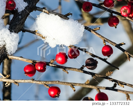 Red berries of the horizontal cotoneaster under snow on a sunny day. Red berries of the horizontal cotoneaster under snow on a sunny day. 133772332