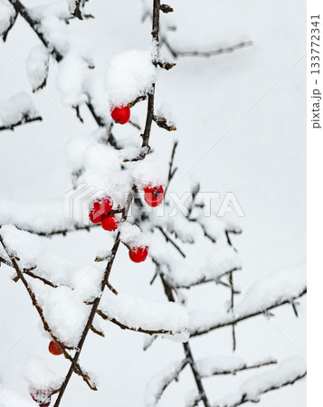 Snow-covered clusters of the red berries of Cotoneaster horizontalis. Winter background. 133772341