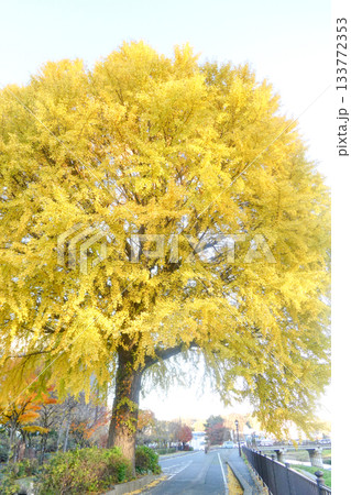 岩手県盛岡市の市民に愛されている大イチョウの輝くばかりの黄葉 133772353