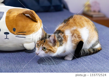 Calico Cat with Green Eyes in Natural Light Calico Cat with Green Eyes in Natural Light 133772524