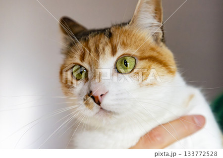 Calico Cat with Green Eyes in Natural Light Calico Cat with Green Eyes in Natural Light 133772528