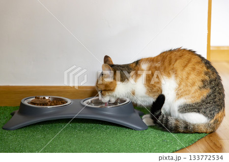 Calico Cat with Green Eyes in Natural Light 133772534