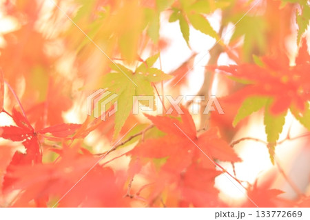 真っ赤な紅葉 真っ赤な紅葉 133772669