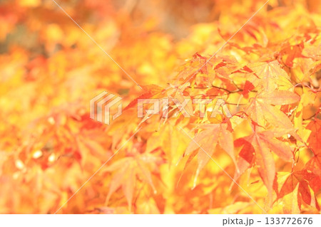紅葉したモミジ 133772676