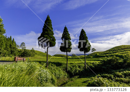 扇棚田に立つ三本の杉（熊本県阿蘇郡産山村） 133773126