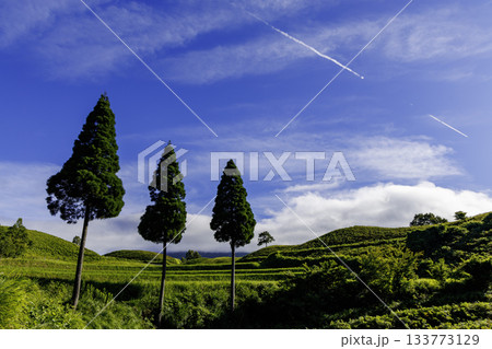 扇棚田に立つ三本の杉（熊本県阿蘇郡産山村） 133773129