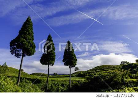 扇棚田に立つ三本の杉（熊本県阿蘇郡産山村） 133773130