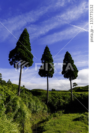 扇棚田に立つ三本の杉（熊本県阿蘇郡産山村） 133773132