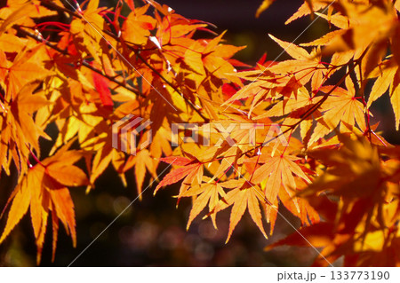 逆光の中で冴えるモミジの紅葉 133773190